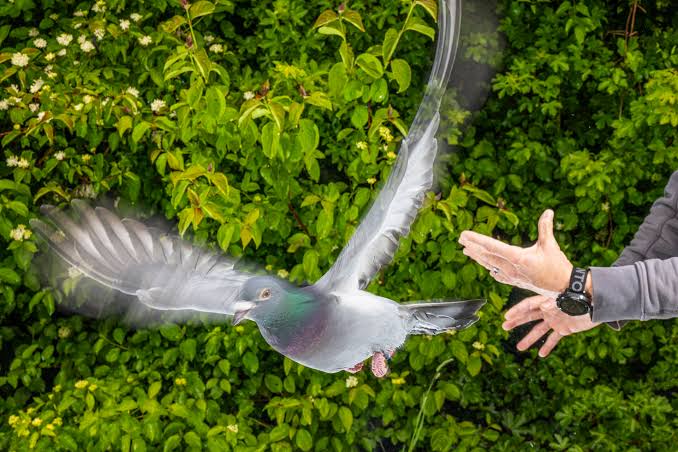 Pigeons navigate using magnetic sensors in their livers, say researchers