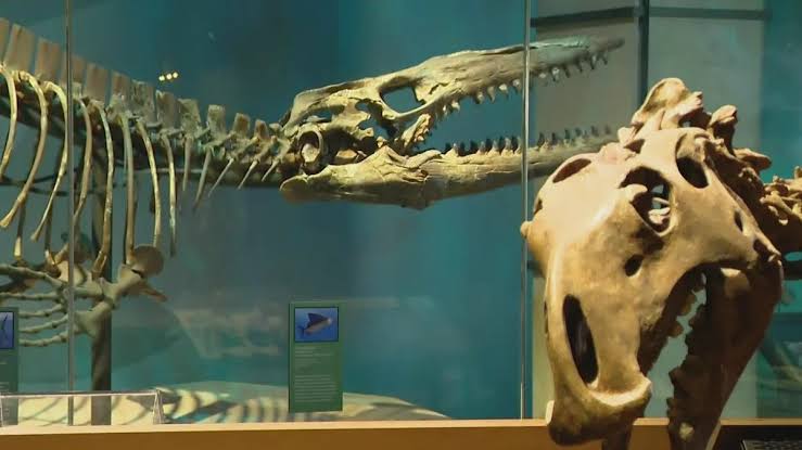 New "T-Rex" species at the Perot Museum