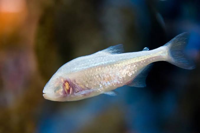 This fish lives in complete darkness – and scientists just found out it does something weird...