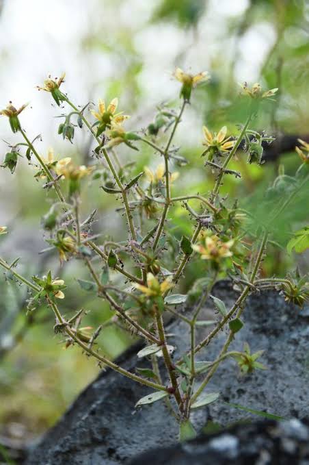 Mountain flower from China joins the world’s carnivorous plant club