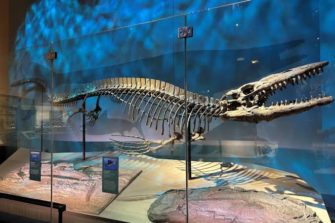 Another T. rex debuts: A marine apex predator named Tylosaurus rex