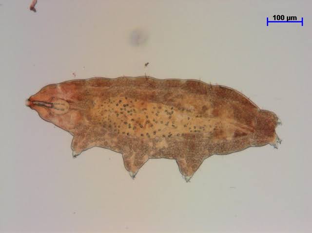 Tardigrades reveal extreme heat-blocking survival trick while in tun state