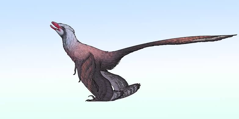 New Feathered Dinosaur from China Had Peacock-Like Tail
