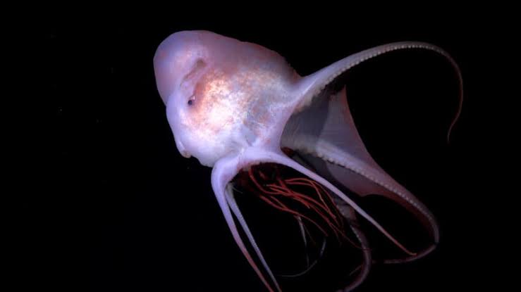 31 Otherworldly New Deep-Sea Species Photographed with Cutting-Edge Camera Technology