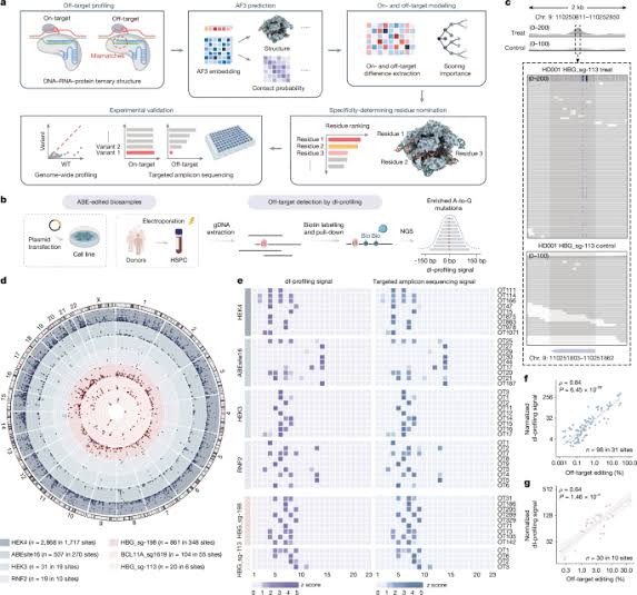 Precise DNA base editing using AlphaFold3-based contact modelling