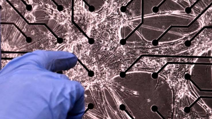 Human Brain Cells Grown on a Chip Level Up to Play 'Doom'