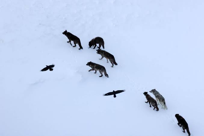 Scientists Thought Ravens Followed Wolves for Food. They Were Wrong. Ravens Predict Them