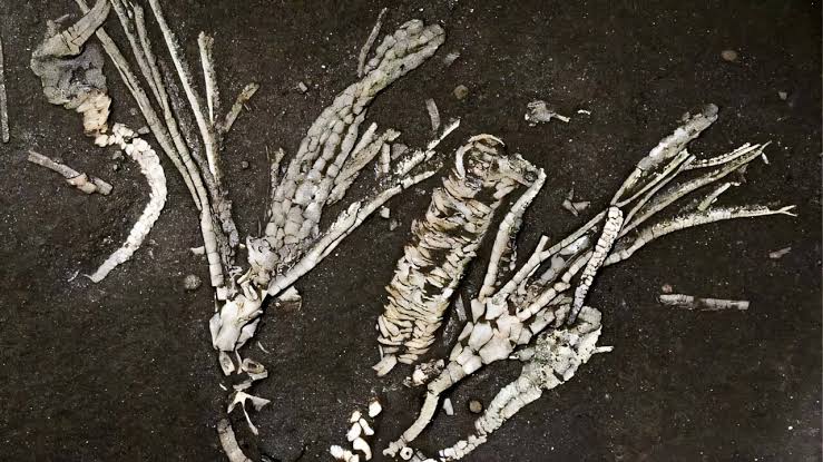 Saturday Citations: Blue zone longevity; soft tissue find predates dinosaurs; black hole collisions simplified