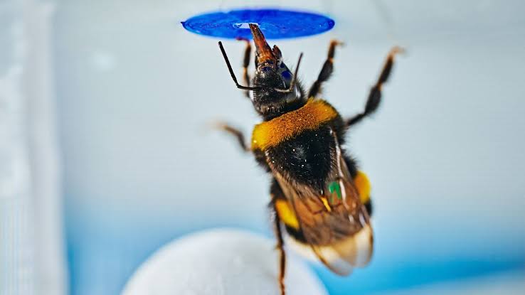Are bumblebees as smart as chimps? A new problem-solving experiment makes the case
