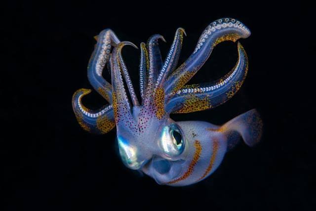 How Squid and Cuttlefish Took Over the Oceans After an Evolutionary Breakthrough