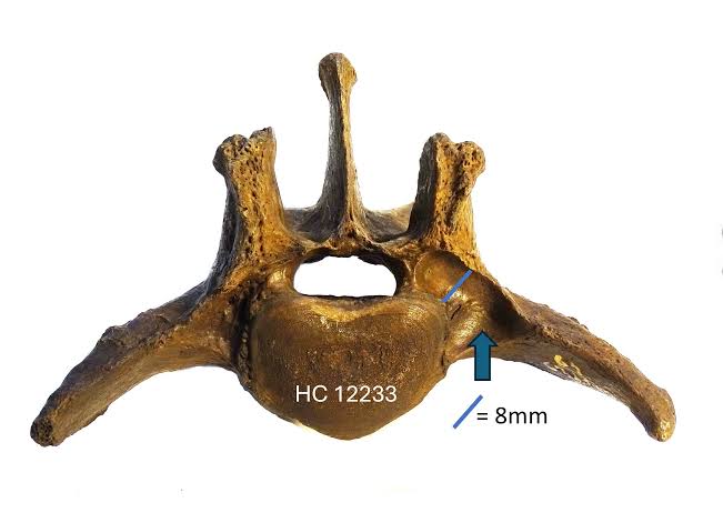 Saber-toothed cats' spinal tumors suggest inbred species struggled to survive