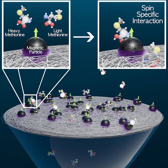 What if the direction of a magnet could shape the building blocks of life?