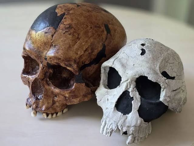 New Fossil Study Challenges the Classic Story of Human Evolution