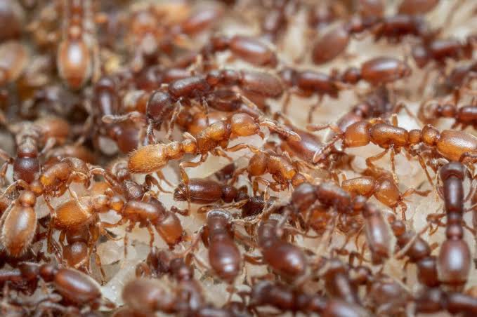 Tiny 60,000-neuron ant brains reveal how parental care evolved from feeding circuits