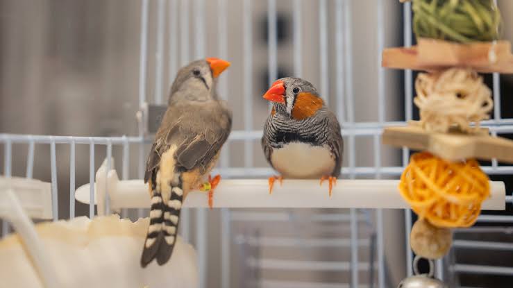 A Bird’s Brain Holds Clues to the Sounds of Music
