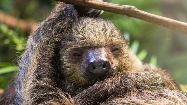 The Secret to Why Sloths Are So Slow May Be Hidden in Their DNA