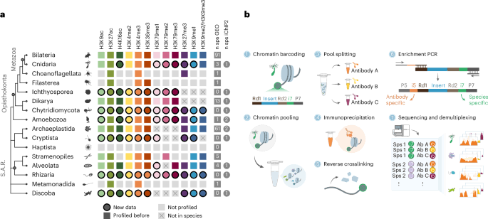 Diversity and evolution of chromatin regulatory states across eukaryotes