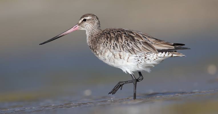 A bar-tailed godwit flew 7,250 miles nonstop from Alaska to New Zealand, going more than eight days without landing, eating or drinking