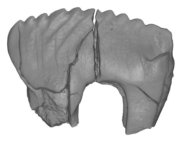 Ancient Arctic fossils uncover three mammal species that survived months of darkness