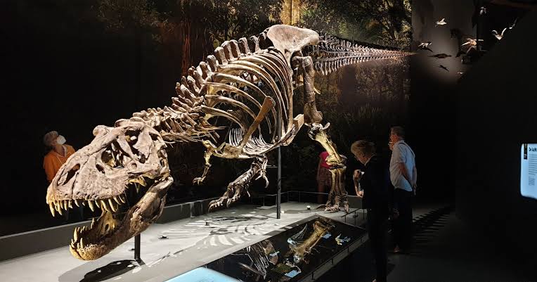 A 2021 estimate suggested that about 2.5 billion Tyrannosaurus rex lived, while only 32 relatively well-preserved post-juvenile specimens were then held in public museums — roughly one for every 80 million animals. And T. rex is one of the better represente