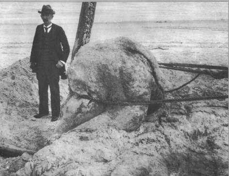 The "polar bear sea monster" that fought whales was a blob of whale