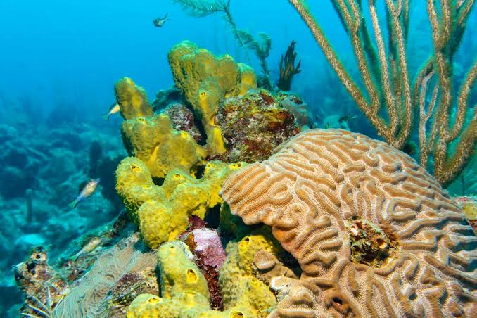 Scientists say the oxygen you just breathed in was once the deadliest poison on the planet, released by tiny microbes that accidentally wiped out most of the life around them in what geologists call the Great Oxidation Event