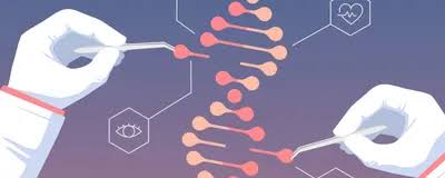 A Synthetic Nuclease Boosts CRISPR Editing Efficiency