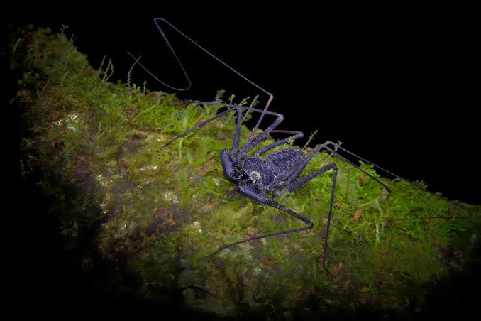 “It seizes the victim with large spines, impaling and immobilising the prey…” This ultimate hunter might look like a spider, but don’t be fooled…