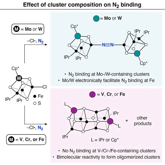 Why some nitrogen-processing enzymes are more efficient than others