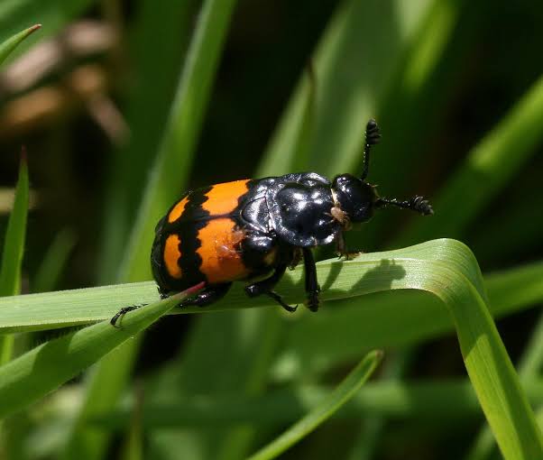 Homosexually Humping Corpse-Eating Beetles Here For A Good Time, Not A Long Time