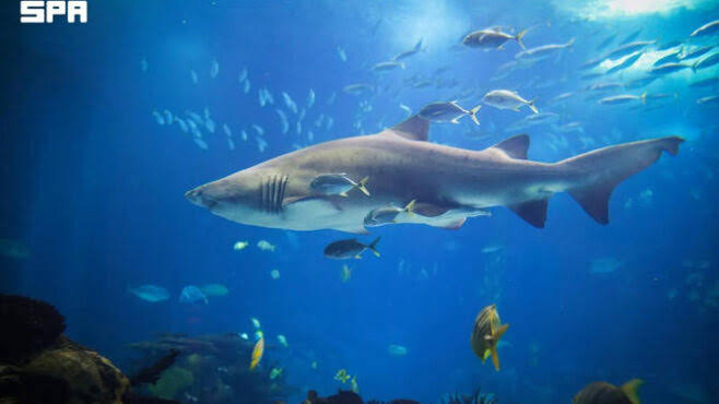 World Shark Day highlights whale shark’s role in protecting Red Sea ecosystem