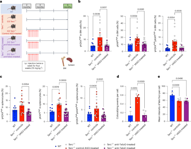 Therapeutic inhibition of telomeric DNA damage response rescues hematopoietic dysfunction driven by telomere shortening and aging