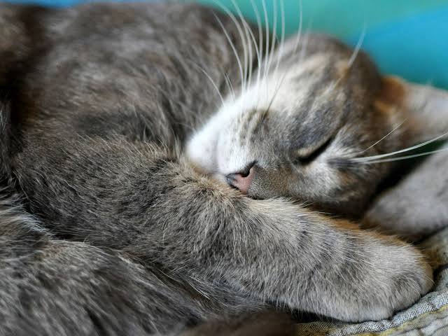 14-Year-Old Cat Returned to Shelter After Losing Her Human Is Heartbroken and Lonely