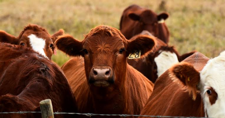 A single kilogram of conventionally farmed beef requires approximately 15,400 litres of water to produce, the equivalent of around 100 standard bathtubs, and generates approximately 99 kilograms of carbon dioxide equivalent in greenhouse gas emissions, th
