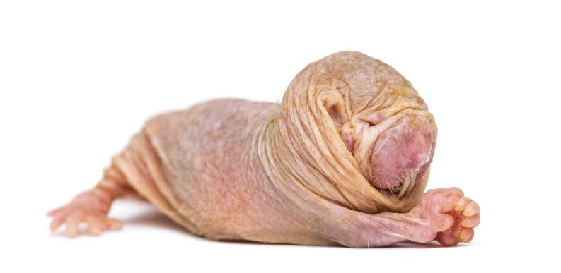 Naked mole-rat queens use a chemical signal to suppress fertility in rivals