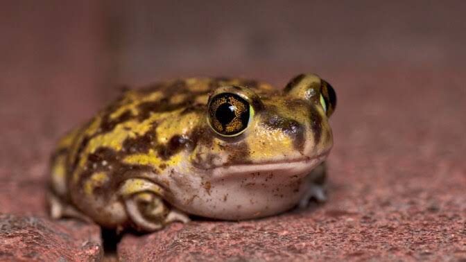 A new Ice Age toad has been found in LA. Why the discovery matters