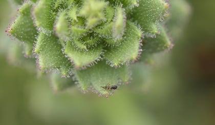 Vindicated! A plant that Darwin thought was carnivorous really is