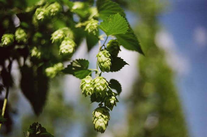 Beer and cannabis could share 'sex switch,' study finds
