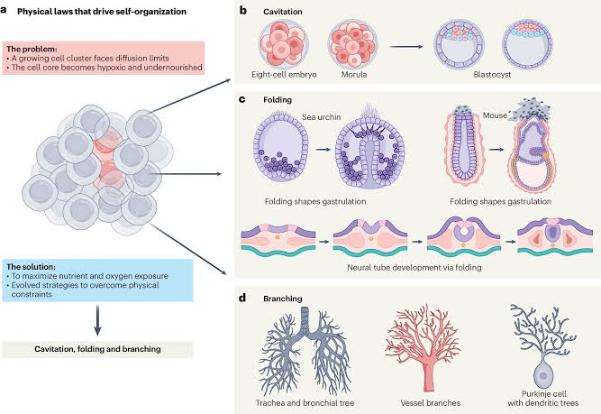 A new origin story for multicellular life points to physics, not genes alone