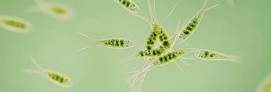 New studies suggest consciousness exists in organisms without brains