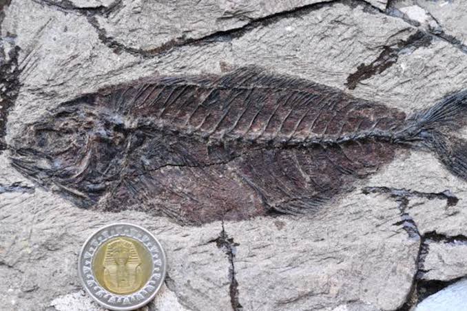 Fossil fishes buried in the desert reveal a missing chapter in marine history