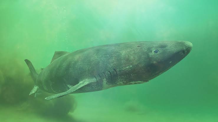 First whole-genome sequence of a Greenland shark holds clues to their extreme longevity