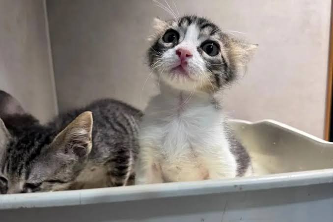 Found on the roadside with 12 kitten siblings, Woodstock is thriving just 2 weeks after adoption