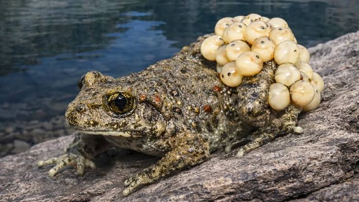 One Fungus Has Caused More Extinctions Than Any Other Infectious Disease. Some Toads Have Found a Way to Survive It