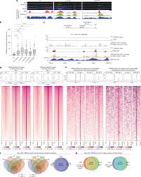 Replication-stress-induced chromatin loops protect fork stability
