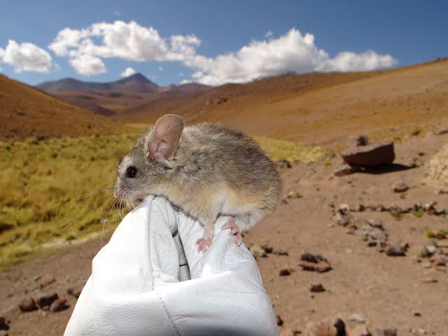 Andean leaf-eared mouse adapts to an unrivalled high life
