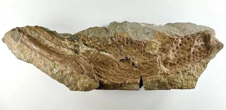 Largest scorpion ever grew to over three-feet long and had six-inch pinchers, according to nightmare-inducing study