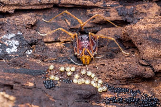 Devoted dads and citizen science: The evolution of parental care in harvestmen spiders is uncovered