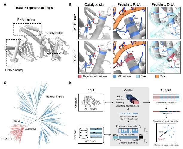 AI‑designed gene‑editing enzymes expand the CRISPR toolbox