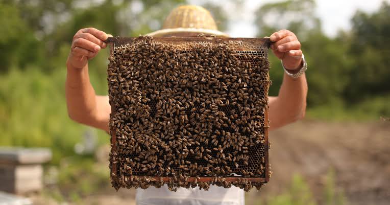 Bees have never been documented nesting inside animal bone in the history of paleontology, until researchers found six nests stacked inside one 20,000-year-old tooth socket